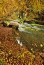 Autumn forest and slow river