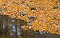 Autumn forest with small brook and orange foliage