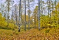 Autumn forest in Sorknatten Natural Reserve, Dalsland, Sweden