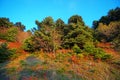 Autumn forest in Steni Dirfyos in the central part of the island of Euboea