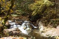 Autumn Forest Stream Royalty Free Stock Photo