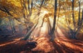 Autumn forest with sun rays in the evening Royalty Free Stock Photo