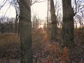 Autumn in the forest: Sun rays shine through the late fall bare trees Royalty Free Stock Photo