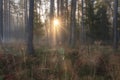 Autumn forest. Sun rays through trees in autumnal woodland. Scenic forest in sunshine. Beautiful all scene Royalty Free Stock Photo