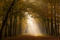 Autumn forest Royalty Free Stock Photo