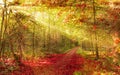 Autumn forest with sunbeam Royalty Free Stock Photo