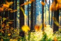 Autumn forest in sunlight. Falling colorful leaves in wild woodland. October season. Fall scene. Sunny nature landscape