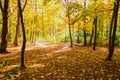 Autumn forest in the sunlight rays. Autumn picturesque background. Forest with mist and sunlight.