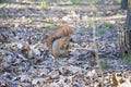 In the autumn in the forest on a sunny day  a squirrel eats in the forest Royalty Free Stock Photo