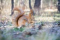 In the autumn in the forest on a sunny day  a squirrel eats in the forest Royalty Free Stock Photo