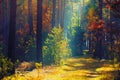 Autumn forest. Sunny autumn nature. Path in colorful forest with Royalty Free Stock Photo