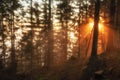 Autumn forest in sunrise. Foggy morning nature woodland