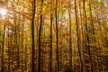 Autumn forest sunrise sunbeams forest. Nature background Nature Sun rays green deciduous forest Nature background Autumnal forest Royalty Free Stock Photo