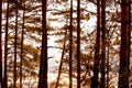 Autumn forest, tall thick beautiful trees in orange tones, Bulgaria