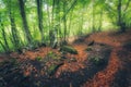 Autumn forest with trail in fog. Dreamy landscape