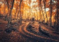 Autumn forest with trail in fog. Foggy trees in fall Royalty Free Stock Photo