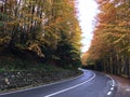 Autumn forest at the Transfagarasan pass