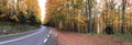 Autumn forest at the Transfagarasan pass