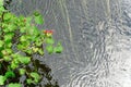 Autumn in forest, tree branch Reflection in water. Royalty Free Stock Photo