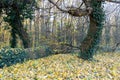 Autumn forest with tree brenches and fallen leaves Royalty Free Stock Photo