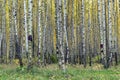 Autumn forest, tree trunks, birch trees, yellow leaves, green gr