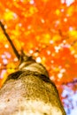 Autumn forest trees from the bottom. nature green wood sunlight backgrounds, Soft focus! shallow depth of field Royalty Free Stock Photo