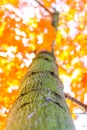 Autumn forest trees from the bottom. nature green wood sunlight backgrounds, Soft focus! shallow depth of field Royalty Free Stock Photo