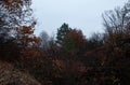 Autumn forest: trees with fall foliage and bare branches Royalty Free Stock Photo