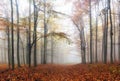 Autumn forest with trees - Fall nature at fog Royalty Free Stock Photo