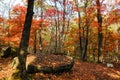 Autumn forest trees in magical colors Royalty Free Stock Photo