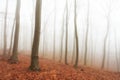 Autumn forest with trees at mist Royalty Free Stock Photo