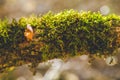 Autumn forest trees moss closeup focus big Royalty Free Stock Photo