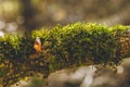 Autumn forest trees moss closeup Royalty Free Stock Photo