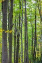 Autumn forest trees. nature green wood sunlight backgrounds.