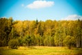 Autumn forest trees. nature green wood sunlight background. Sele Royalty Free Stock Photo