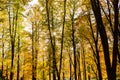 Autumn forest trees. Nature green wood sunlight backgrounds Royalty Free Stock Photo