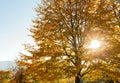 Autumn forest trees. Nature green wood sunlight backgrounds Royalty Free Stock Photo