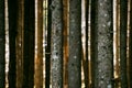 Autumn forest trees. nature green wood sunlight backgrounds Royalty Free Stock Photo