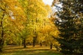 Autumn forest trees. Nature green wood sunlight backgrounds Royalty Free Stock Photo