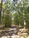 Autumn forest trees. nature green wood sunlight backgrounds. photo Royalty Free Stock Photo