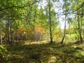 photo of a fallen leaves in autumn forest Royalty Free Stock Photo