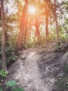 Autumn forest trees. nature green wood sunlight backgrounds.