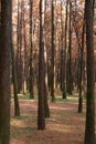 Autumn forest trees. nature yellow wood sunlight backgrounds.