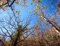 Autumn forest. Trees pattern. Looking up the blue sky. backgroun Royalty Free Stock Photo