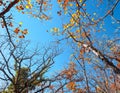 Autumn forest. Trees pattern. Looking up the blue sky. backgroun Royalty Free Stock Photo