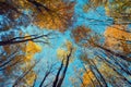 Autumn forest. Trees pattern. Looking up the blue sky. backgroun Royalty Free Stock Photo