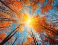 Autumn forest. Trees pattern. Looking up the blue sky. backgroun Royalty Free Stock Photo