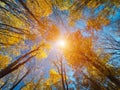 Autumn forest. Trees pattern. Looking up the blue sky. backgroun Royalty Free Stock Photo