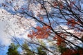 Autumn forest. Trees pattern. Looking up the blue sky. Nature ba Royalty Free Stock Photo