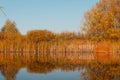 Autumn forest trees are reflected in the river. River in autumn forest.